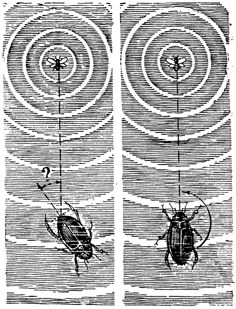 Рис. 232. Два небольших отростка на брюшке жука-плавунца подобно звукоприемникам служат для улавливания волн